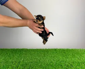 Pando - Yorkshire Terrier Puppy for sale