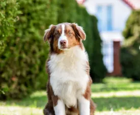 Bella - Ausztrál juhászkutya eladó kiskutya
