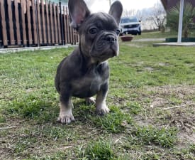 Candy - Bulldog francese Cucciolo in vendita