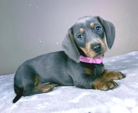 Nina - Dachshund Puppy for sale