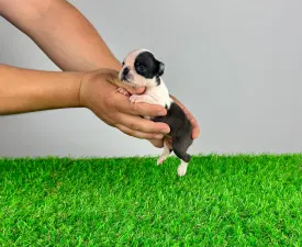 Yelly - Boston Terrier Puppy for sale