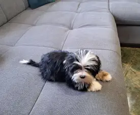 Duke - Biewer Terrier Puppy for sale