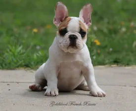 Xiara - French Bulldog Puppy for sale