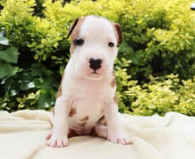 Hawaiian Frangipani Of Silence Warrior - American Staffordshire Terrier Puppy for sale