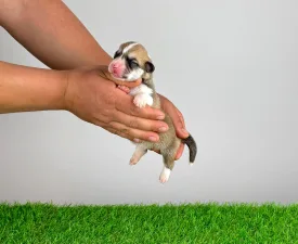 Zillo - Welsh Corgi Pembroke Cucciolo in vendita