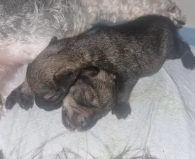 J Male1 - Törpe schnauzer eladó kiskutya