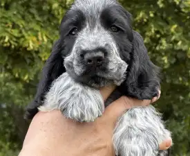 Dancing Queen  - Cocker spaniel angielski Szczenię na sprzedaż