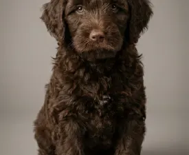 Bohemian Rhapsody Stella Maris - Portuguese Water Dog Puppy for sale