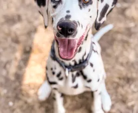 Bingo - Dalmatian Puppy for sale
