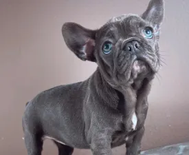 Ella - French Bulldog Puppy for sale
