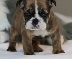 Hendrix - Englische Bulldogge Angebotener Welpe