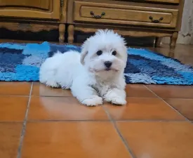Tim - Coton de Tulear eladó kiskutya