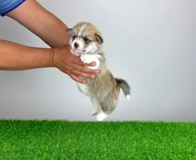 Zillo - Pembroke Welsh Corgi eladó kiskutya
