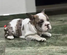 Bella - French Bulldog Puppy for sale