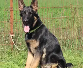 Vaják - Cane da pastore tedesco Cucciolo in vendita
