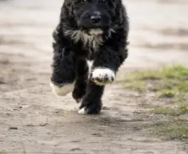 Ellie - French Water Dog Puppy for sale