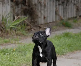 Xanthea - French Bulldog Puppy for sale