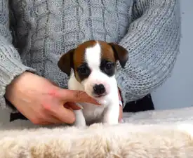 Gold Leash Udon - Jack Russell Terrier Puppy for sale