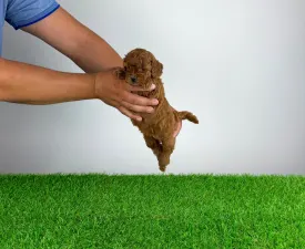 Vioska - Poodle Miniature Puppy for sale