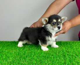 Rambo - Pembroke Welsh Corgi eladó kiskutya