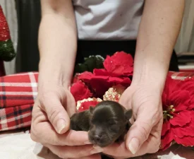 Full Of Herart King - Yorkshire Terrier Puppy for sale