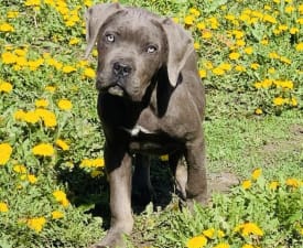 Ralph - Cane Corso Italiano Cucciolo in vendita