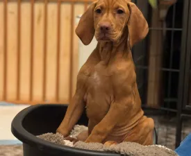 Black Jack - Hungarian Short-haired Vizsla Puppy for sale