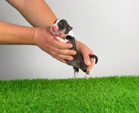 Bigolo - Australian Shepherd Puppy for sale