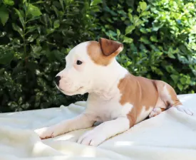 Hawaiian Frangipani Of Silence Warrior - American Staffordshire Terrier Puppy for sale