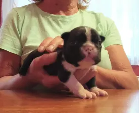 Orgona - Boston Terrier Angebotener Welpe