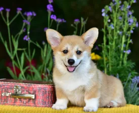 Gingers Heritage Duke Skyborne - Welsh Corgi Pembroke Puppy for sale