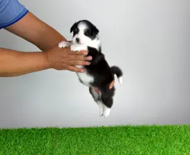 Hermina  - Berger australien Chiot à vendre