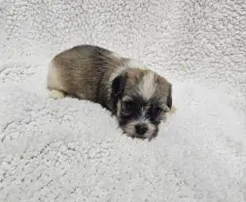 Mia - Bichon havanais Chiot à vendre