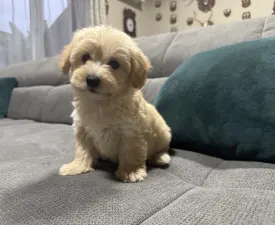 Teo - Maltipoo Angebotener Welpe