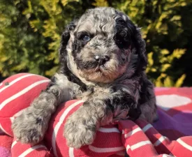 Cedrick - Cavapoo Puppy for sale