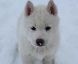 Jade Of Polar Moonlights - Siberian Husky Puppy for sale