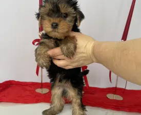 Robbie - Yorkshire Terrier Puppy for sale