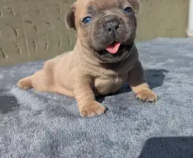 Johnny - French Bulldog Puppy for sale