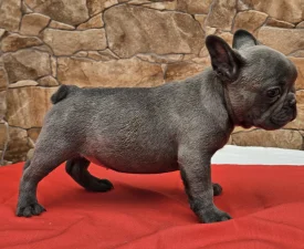 Berta - French Bulldog Puppy for sale