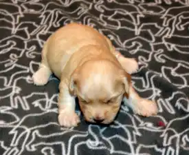 Oro De Habana Ugor - Havanese Puppy for sale