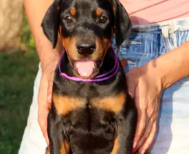 Arizona Videre Fortis - Doberman Štenci na prodaju