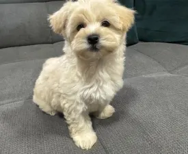 Gorman - Maltipoo Angebotener Welpe