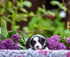 Winstead Rosy Piglet - Миниатюрная американская овчарка Щенок на продажу