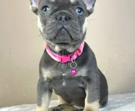 Maya - Bouledogue français Chiot à vendre