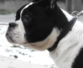 Bella - American Bully - Pocket Puppy for sale