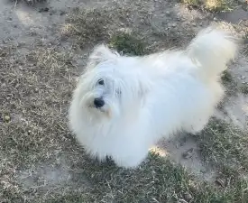 Björn - Coton de Tulear eladó kiskutya
