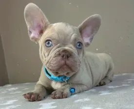 Gerald - Francia bulldog eladó kiskutya