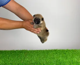 Higgie - Pomeranian eladó kiskutya