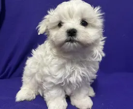 White Silk Dodó - Malteser Angebotener Welpe