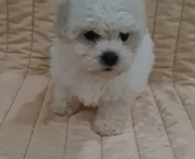Evelyn - Bichon frisé eladó kiskutya
